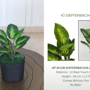 Dieffenbachia 35cm