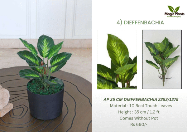 Dieffenbachia 35cm
