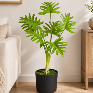 philodendron 2 feet