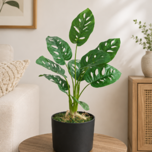 monstera 1.7 feet