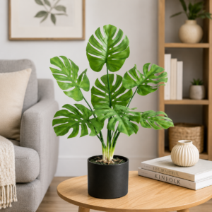 monstera deliciosa light green 2 feet