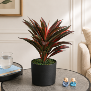 dracaena red