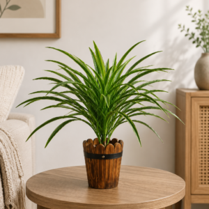 dracaena bush green 60cm