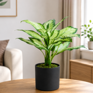 dieffenbachia yellow