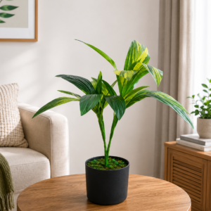 cordyline green / yellow