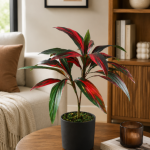cordyline red