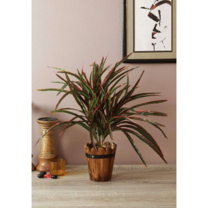 Dracaena Bush Red 2 Ft