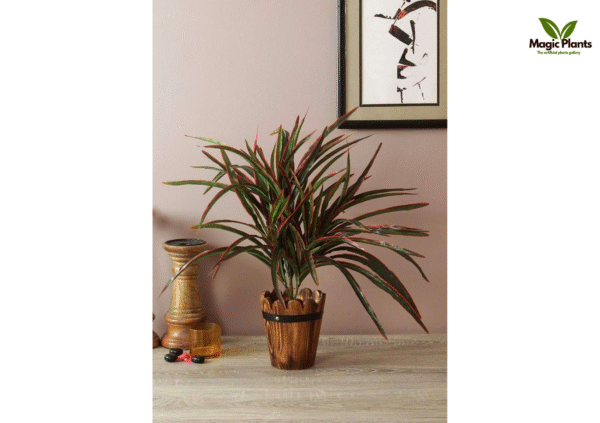 Dracaena Bush Red 2 Ft