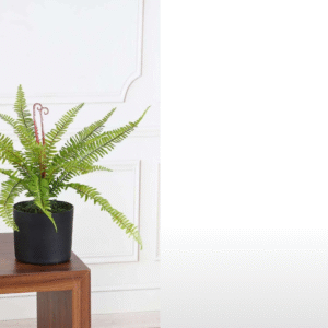 Fern