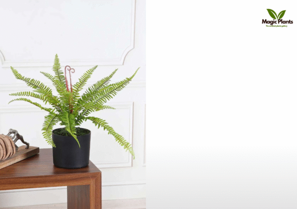 Fern