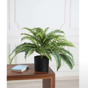Large Boston Fern 1.8 feet