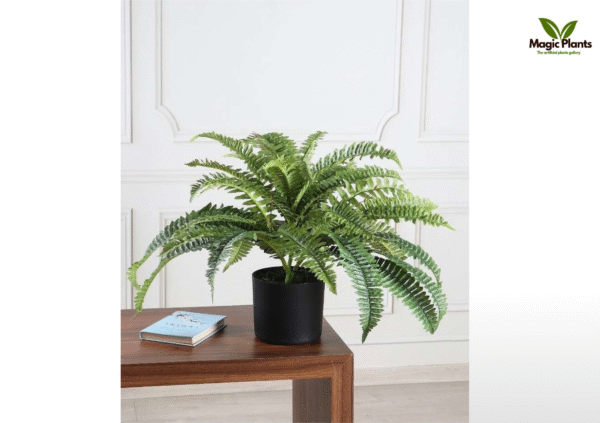Large Boston Fern 1.8 feet