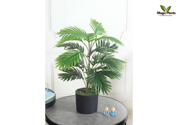 arica palm light green 2.5 ft