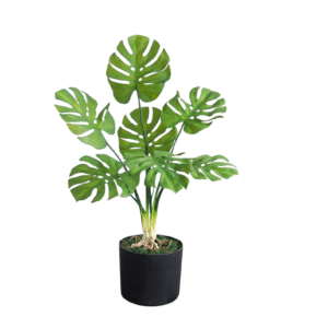 monstera deliciosa light green 2 feet