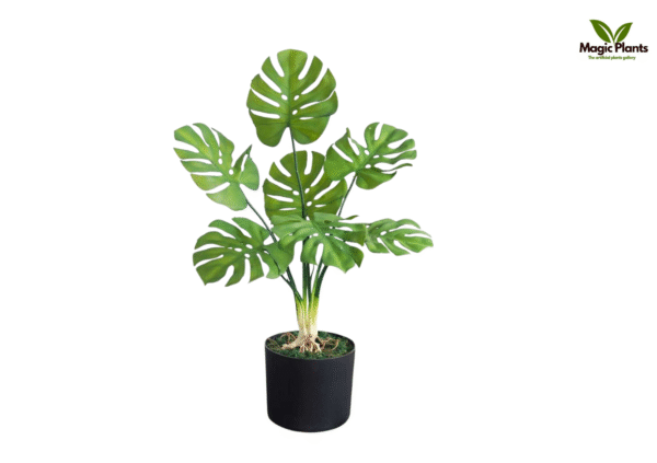 monstera deliciosa light green 2 feet