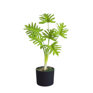 philodendron 2 feet