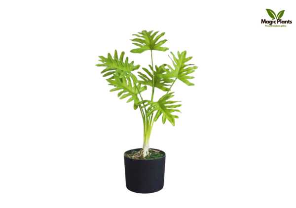 philodendron 2 feet