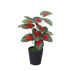 leaf coleus 2.5 feet