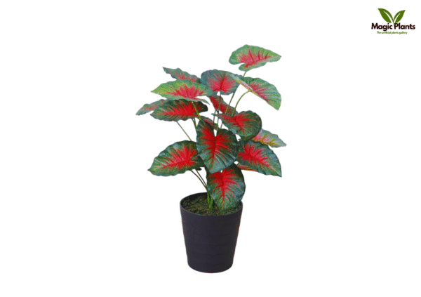 leaf coleus 2.5 feet