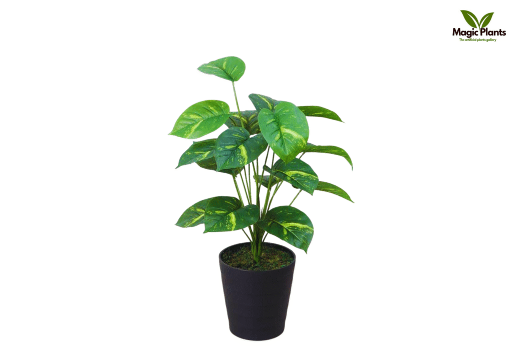 Money plant also known as pothos auspicious in Indian homes gives positive vibes at home & office is the best example of to choose realistic natural looking artificial plants from Magic Plants