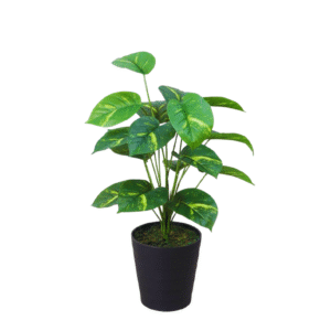 leaf pothos 2.5 feet