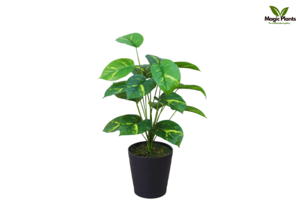 leaf pothos 2.5 feet