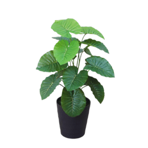 leaf alocasia 2.5 feet