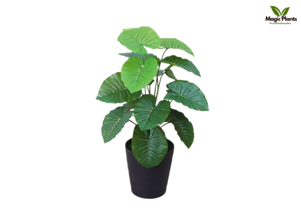 leaf alocasia 2.5 feet