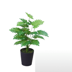 leaf philodendron 2.5 feet