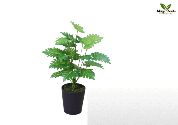 leaf philodendron 2.5 feet