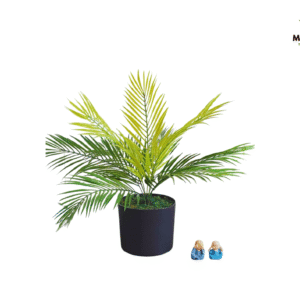 areca