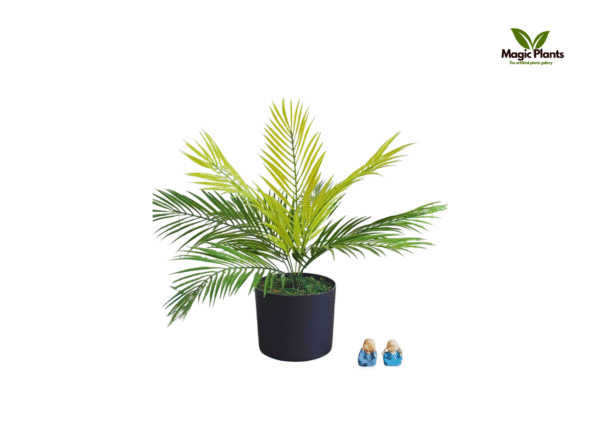 areca