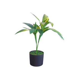 cordyline green / yellow