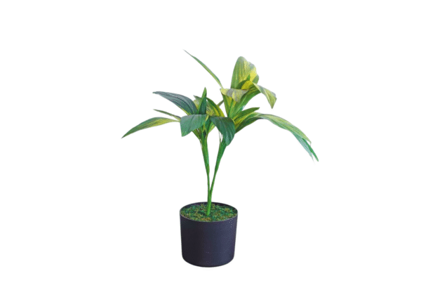 cordyline green / yellow