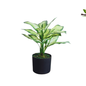 dieffenbachia yellow 52 cm 1.7 ft