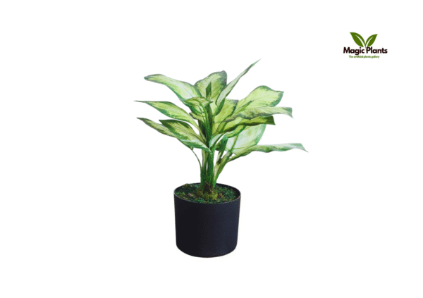dieffenbachia yellow 52 cm 1.7 ft