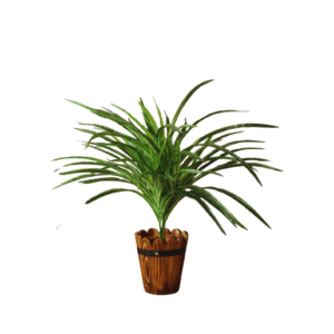 dracaena bush green 60cm