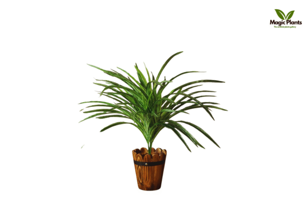 dracaena bush green 60cm
