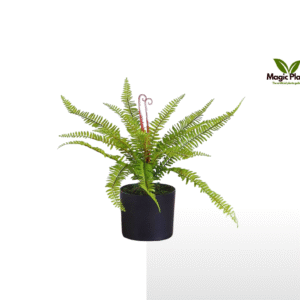 fern
