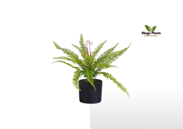 fern