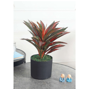 Dracaena Red