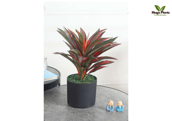 Dracaena Red