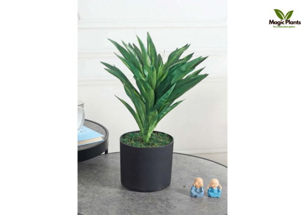Dracaena Green 46 CM