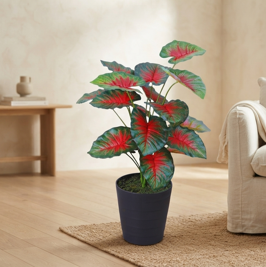leaf coleus 2.5 feet leaf coleus 2.5 feet