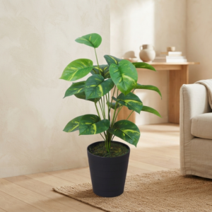 money plant 2.5 feet