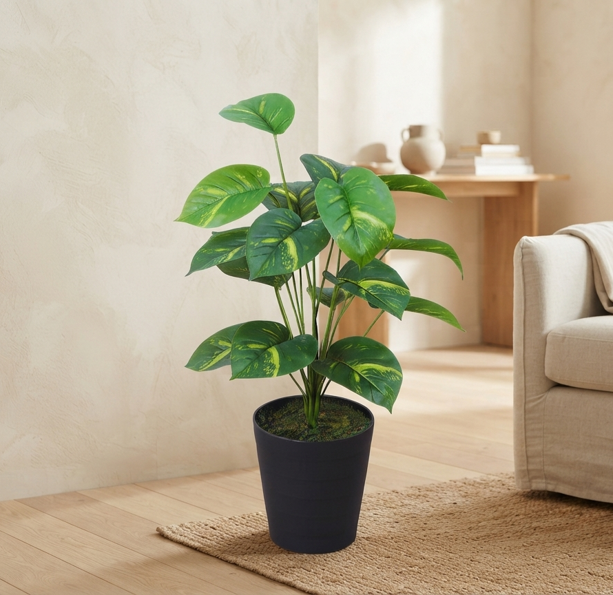 money plant 2.5 feet money plant 2.5 feet