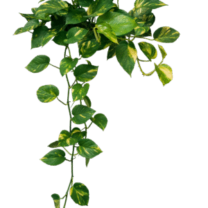 your paragraph text (4)