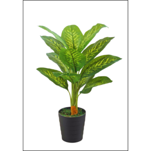 dieffenbachia 3.3 feet