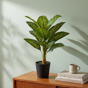 dieffenbachia 3.3 feet
