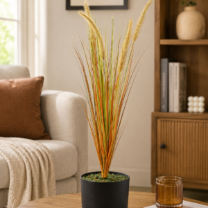 dogtail grass plant (brown) 2ft